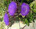 Flores de Alcachofra