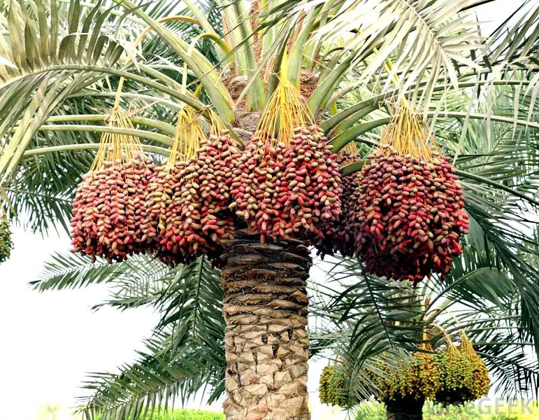Palmeira Tamareira